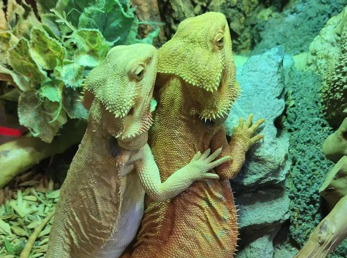 天津假期旅行社组织,天津旅行社出境游项目