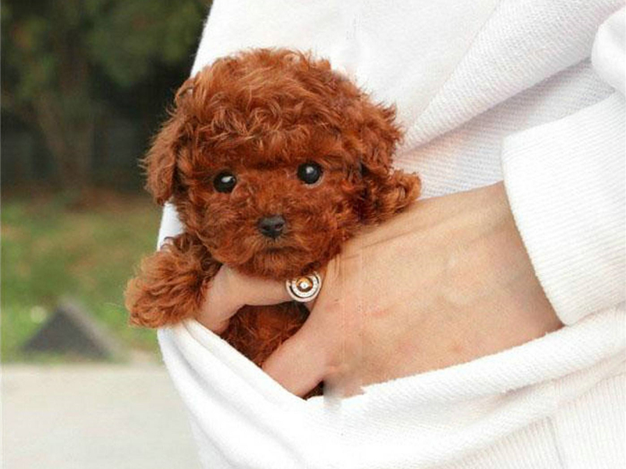 茶杯犬的习性与养殖,茶杯犬的饲养知识