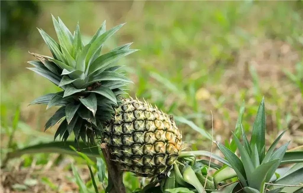 吃一口得花一个月工资？这种隐形炫富潮流值得追吗？