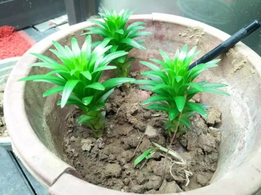 香水百合哪一个种类最漂亮又好养,香水百合怎么养能让香味更足