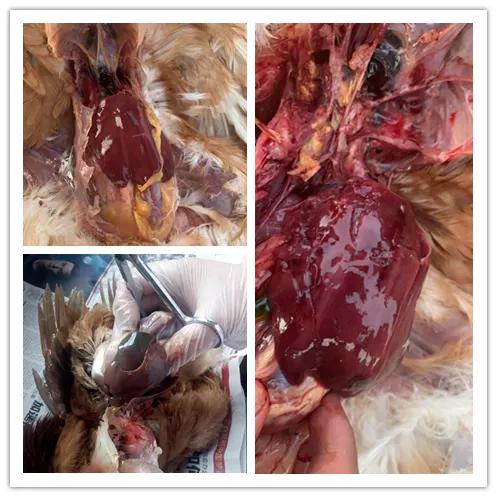 胆汁酸治疗肉鸡营养性腹泻,胆汁酸淤积治疗康复后还会痒吗