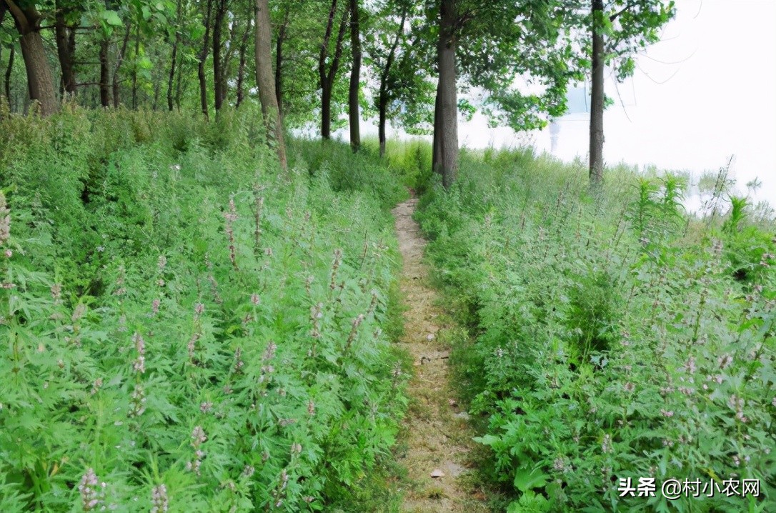 适合农村创业的最新致富项目,平原地区农村创业致富的好项目