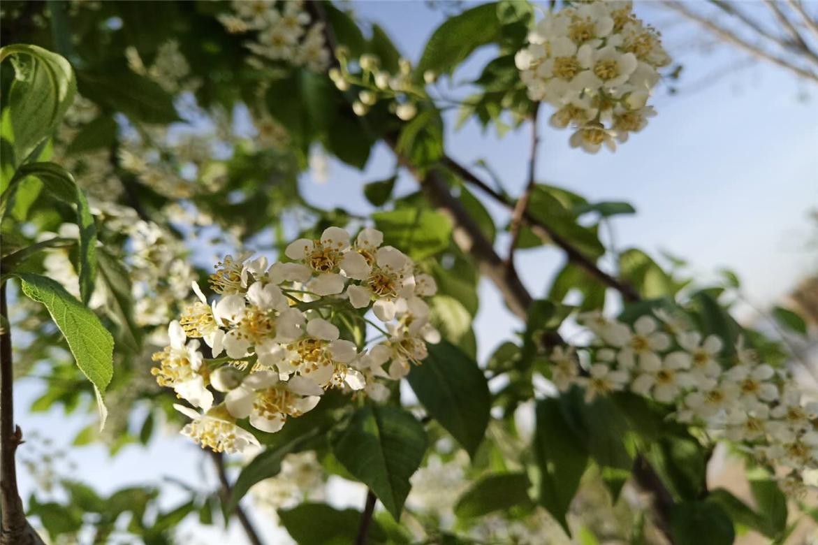 故事:九尾狐大雄异地恋,过程一波三折,结局很感人,情比金坚