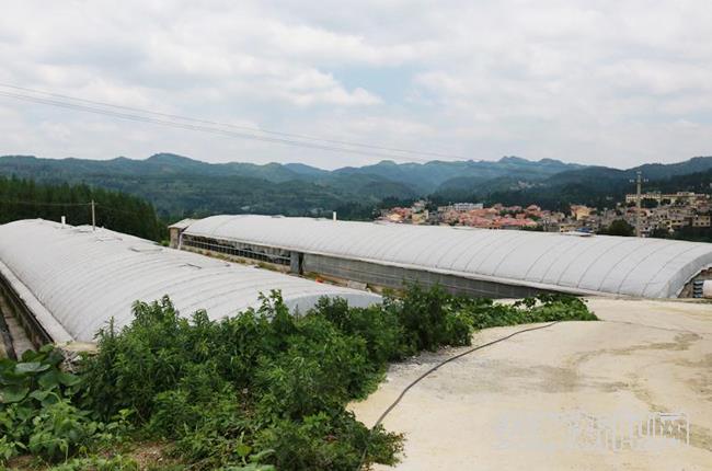 巧念脱贫致富经,安顺市平坝县齐伯村