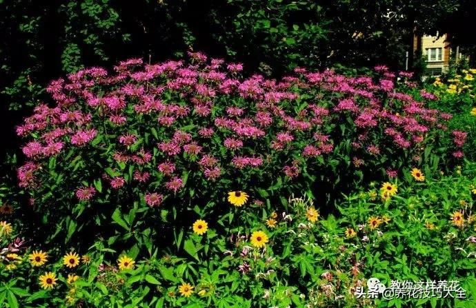 薄荷有清热解毒的作用吗,有一种特别清凉的薄荷