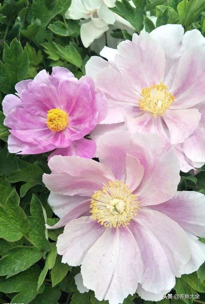 一至十二月的花期,12月到2月份的花期