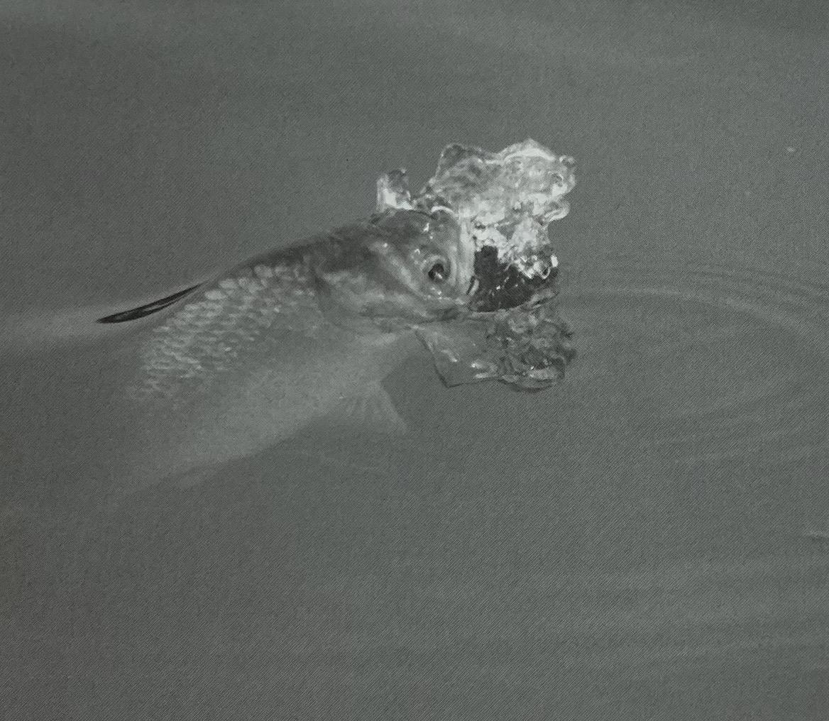 日本钓鲫鱼怎么调漂好,日本钓鲫鱼动作