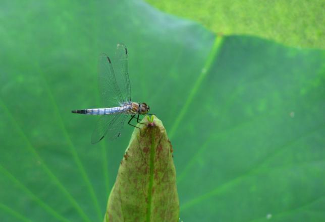 小荷才露尖尖角,早有蜻蜓立上头,蜻蜓在你心中是什么的象征
