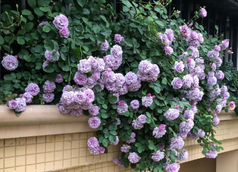 灏忛櫌钘ゆ湰鏈堝,钘ゆ湰鏈堝灏忛櫌