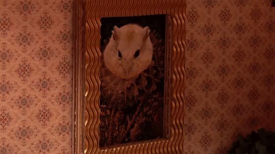 超可爱动物吃播治愈70万人，仓鼠、小熊猫、鹦鹉萌翻全网