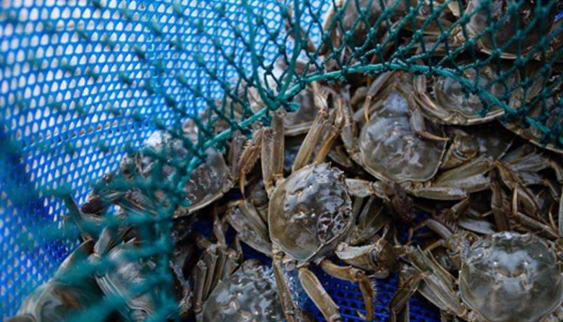 大闸蟹鲜活发货当日达,大闸蟹现货哪里买便宜