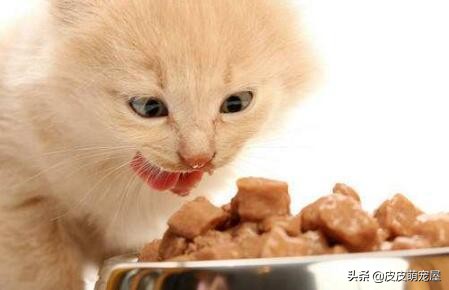 这5种行为,正在缩短宠物猫的寿命,你知道吗?