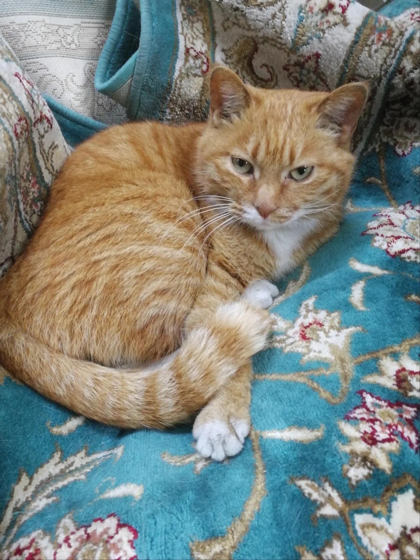 一只肌肉的橘猫,一只大橘猫