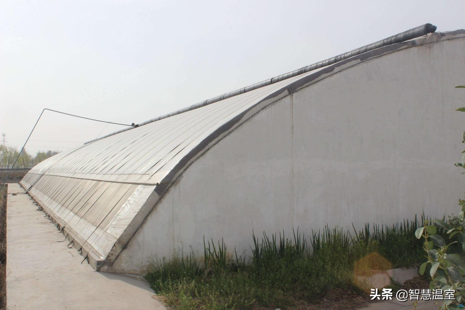 盘点温室大棚的优缺点,看看哪个类型适合你