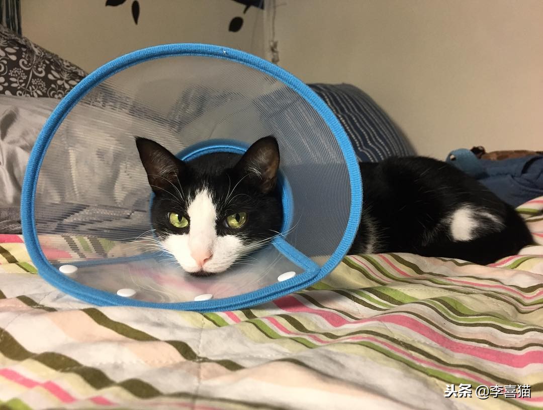 母猫绝育术后护理,公狗金毛绝育手术后期出院护理