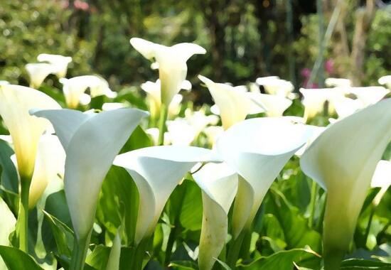 马蹄莲是否有毒呢能养在家里吗,室内养殖马蹄莲有毒吗