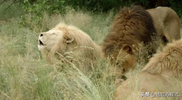 客户难以拒绝的视频创意:15个案例教你用纪录片的方式讲营销故事