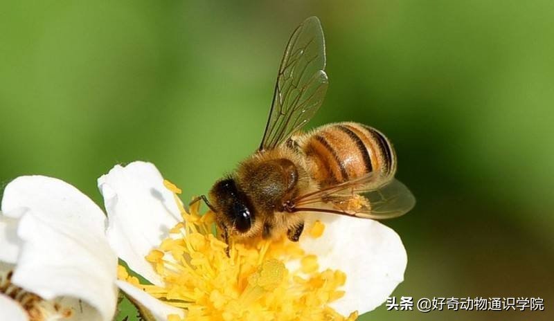 冷血动物怎么维持体温,冷血动物是怎么形成的