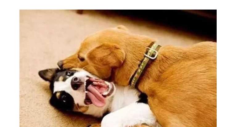 为啥狗狗交配后就跑？资深铲屎官也未必知道