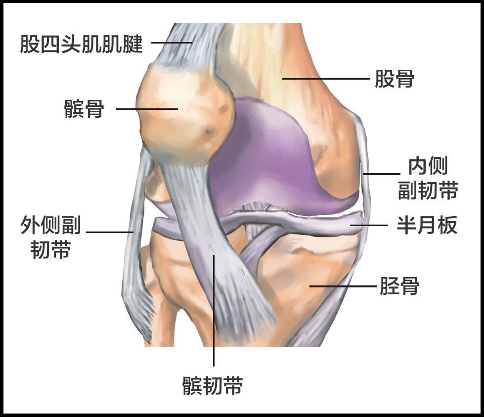 年轻人髌骨软化能不能恢复,年轻人的髌骨软化症是残废了吗