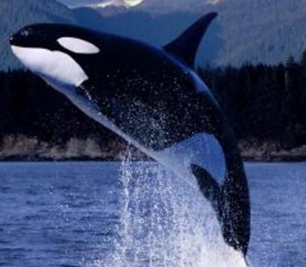 史上五大恐怖深海生物,海洋十大恐怖鱼