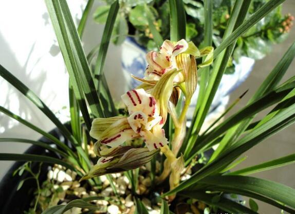 什么兰既好养开花又香,最好养的兰花四季兰介绍