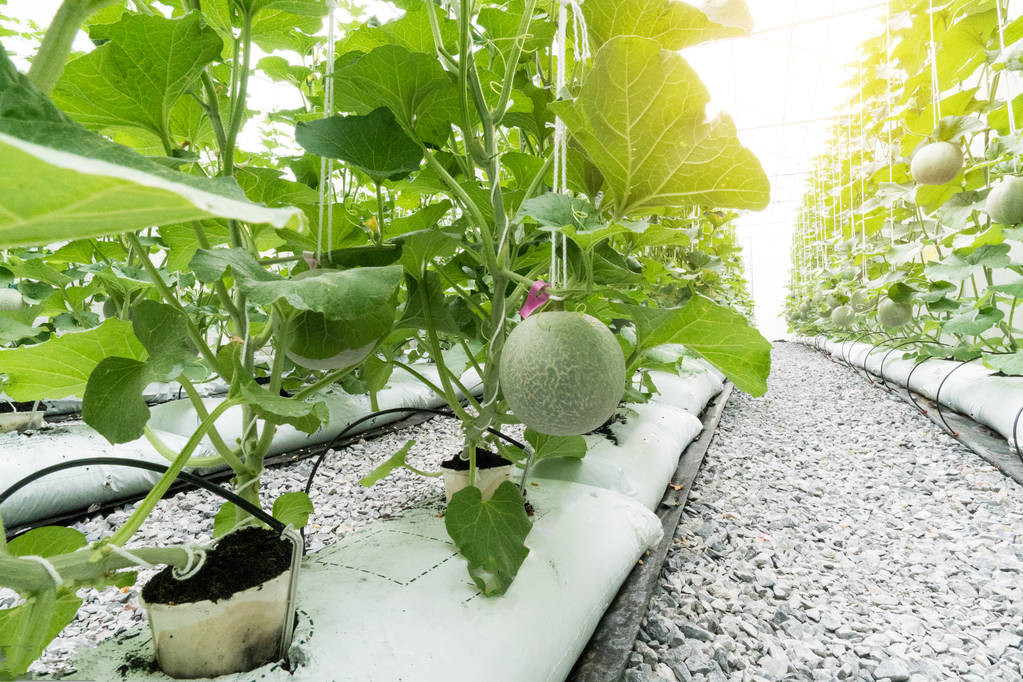 甜瓜种植方法和技术视频,甜瓜种植过程技巧和办法