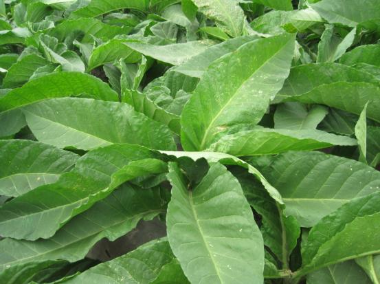 长城故事会,长城故事会樊建川