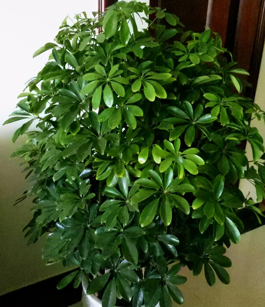 吸甲醛最好的植物花卉是哪几种,家养吸甲醛什么绿植最好