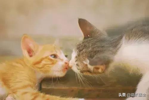 猫咪晚上跑酷一整晚,猫咪在家跑酷是开心吗