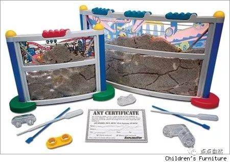 宠物蚂蚁基础知识,宠物蚂蚁怎么养新手教程