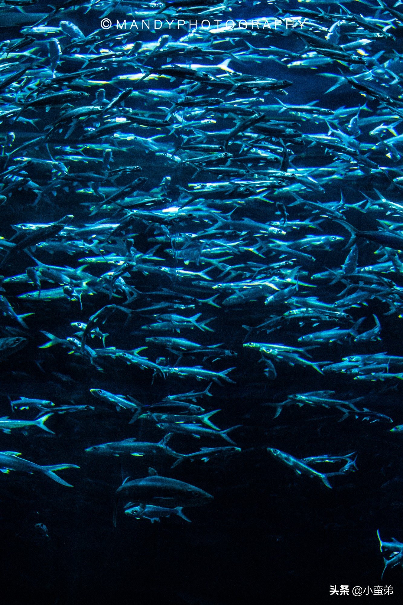 香港巡礼|是谁！敢拿水枪给20岁的海贼王庆生？