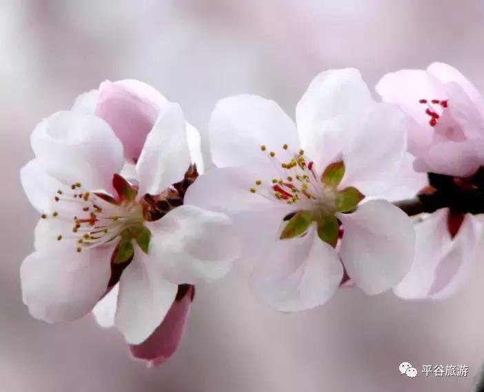 北京平谷第二十一届桃花节开幕,北京平谷桃花节最佳观赏地址