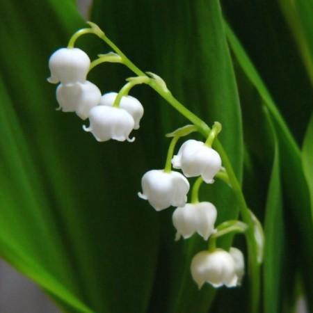 铃兰真的有毒吗,铃兰有毒吗视频