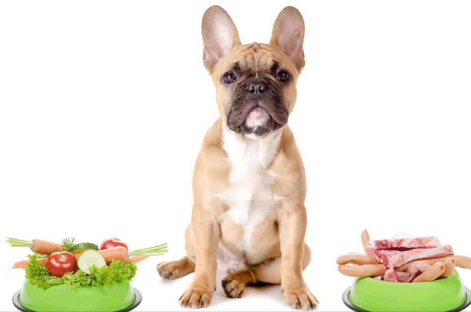 狗狗电项圈训练方法,训练狗狗叫的方法