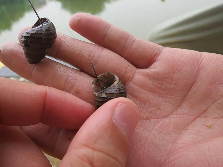 野钓大板鲫爆护视频,野钓大鲤鱼的绝招视频
