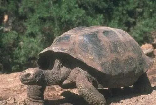 乌龟为什么能长寿,乌龟为什么这么长寿