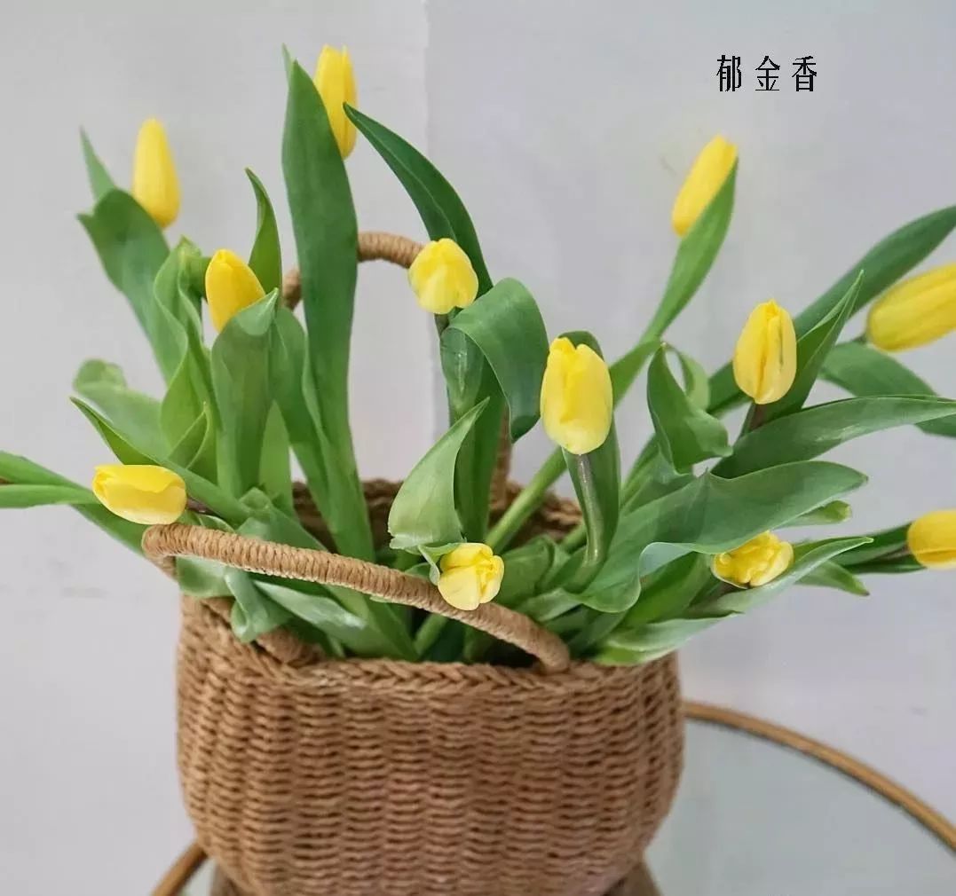 花店里同款的两种不同价格的花材,花店最容易被顾客误解的几种花材