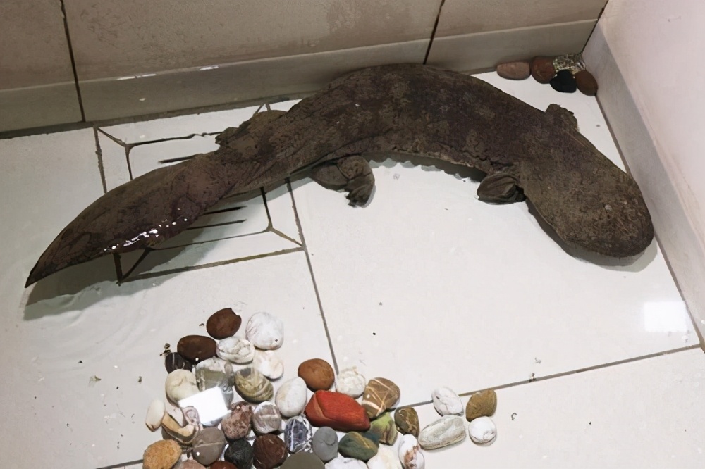 张家界桑植娃娃鱼养殖,桑植哪里有养殖娃娃鱼的