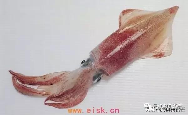 十种最受欢迎的海鱼,钓鱼人最爱的海鱼