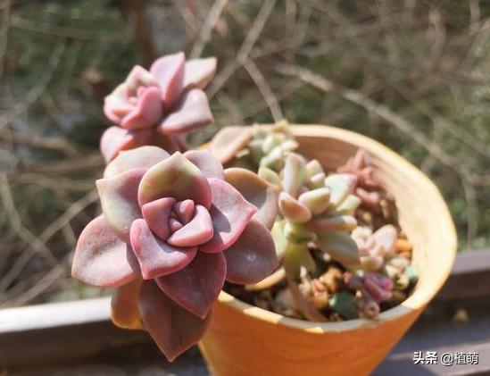 养了一年的紫乐锦没多大变化,紫乐多肉怎么爆侧芽