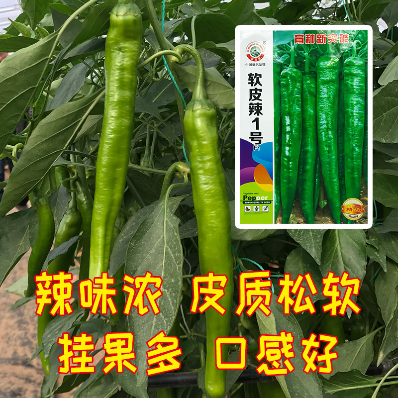 辣椒种植产量最高的省份,辣椒种植面积第一