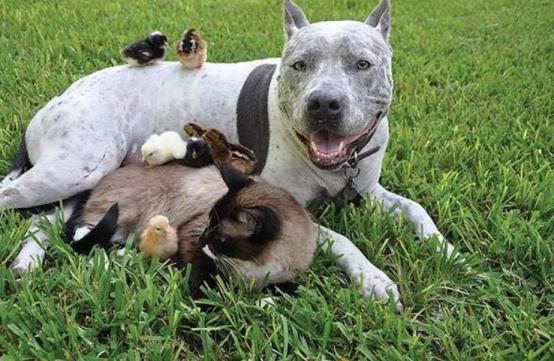母猫更粘人还是暹罗猫更粘人,十大最干净最好养的猫暹罗猫