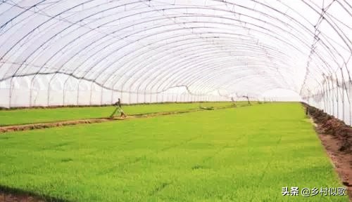 水稻哪个时期容易发生冻害,水稻什么时期最怕高温