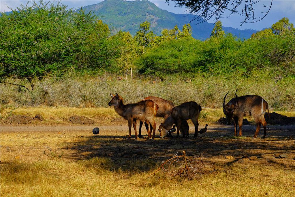 毛里求斯陈小春,毛里求斯马克吐温