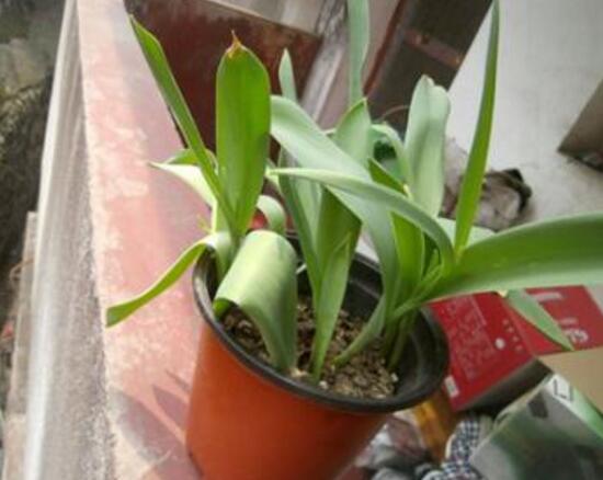 刚买的郁金香叶子发黄怎么恢复,郁金香叶子发黄怎么回事水培