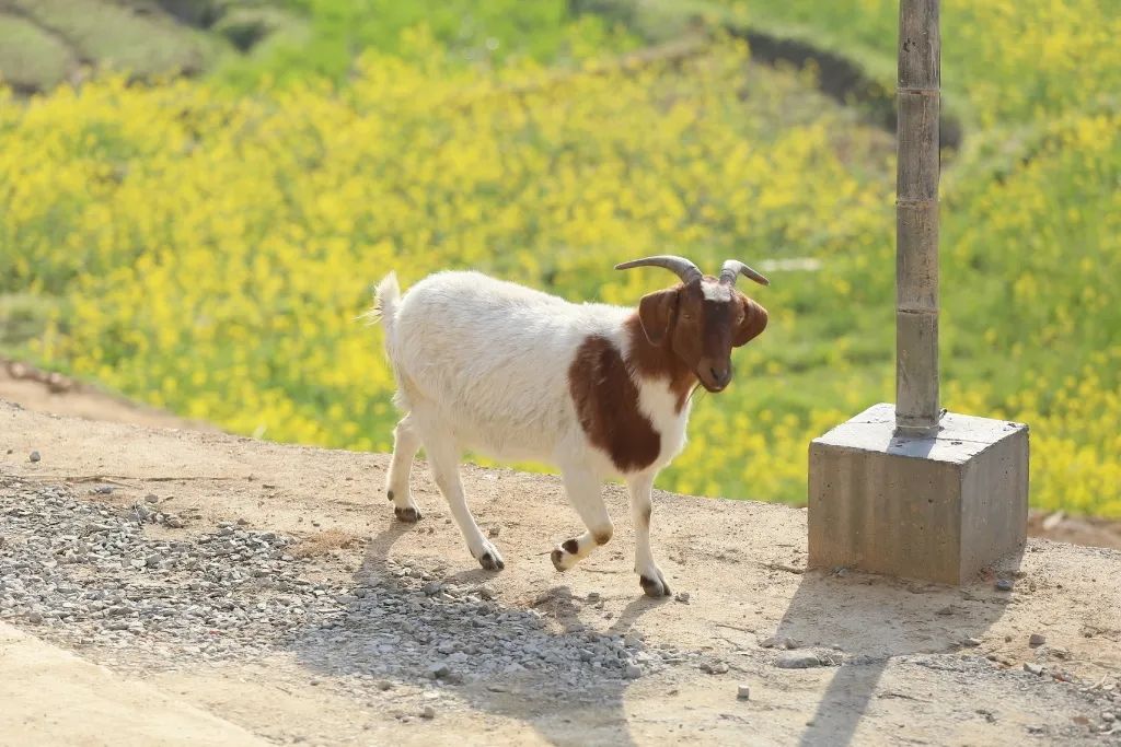 电视剧向往的生活在哪拍的取景地,电视剧向往的生活取景地