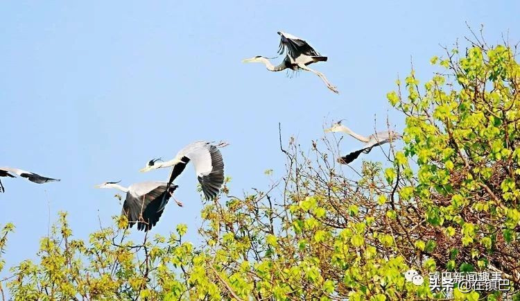 镇巴最美四月天——碾子