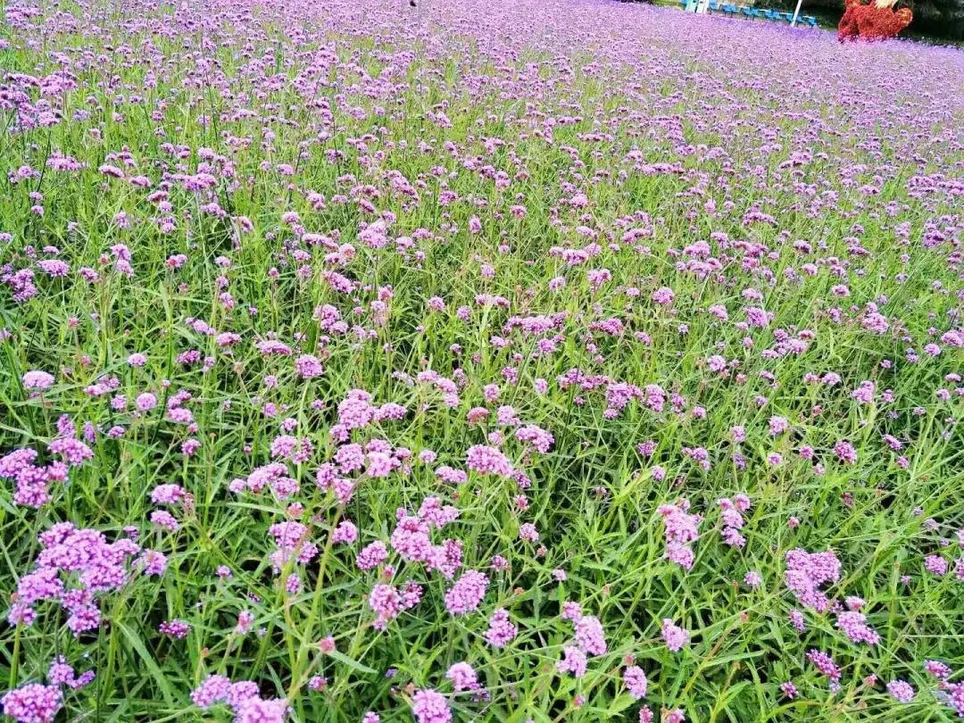 云南嵩明县未来发展规划,昆明滇中新区嵩明县发展新信息