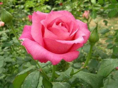 小学作文怎样写才能拿高分,小学作文怎样写好